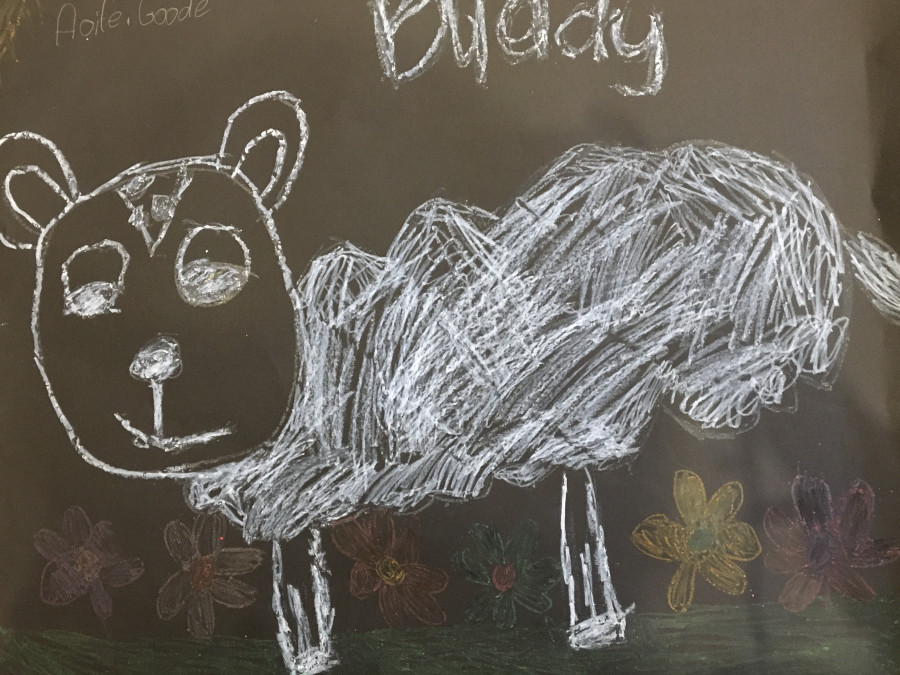 'Buddy the lamb' by Aoife (8) from Kildare