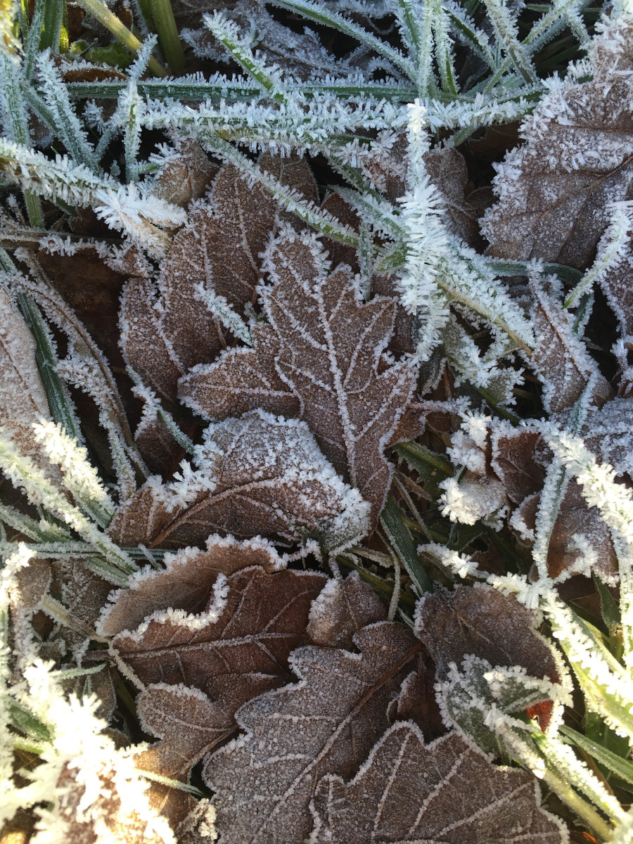 'The Frosty Leaves' by Aoife (14) from Cavan