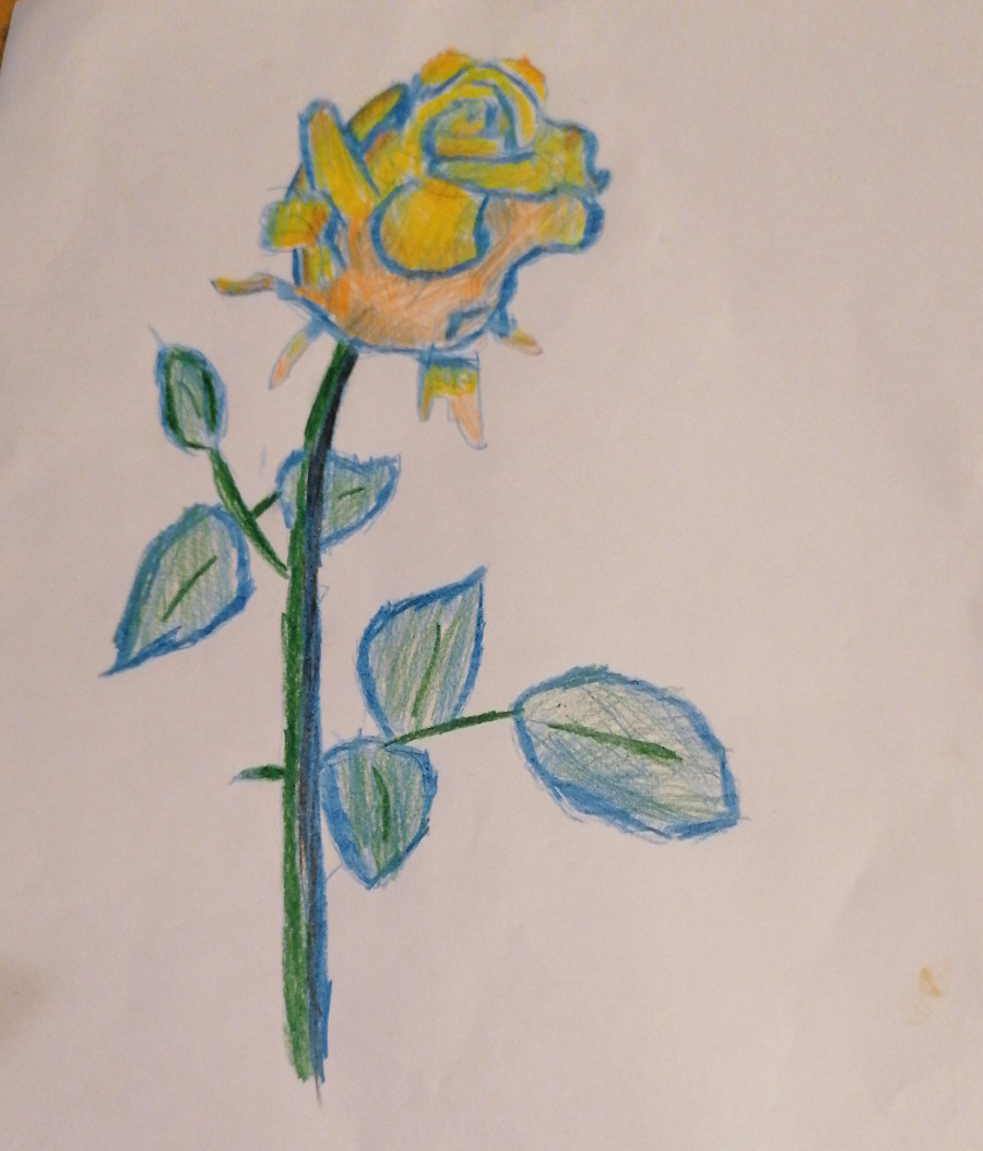'The Rose of Hope' by Beth (9) from Kildare