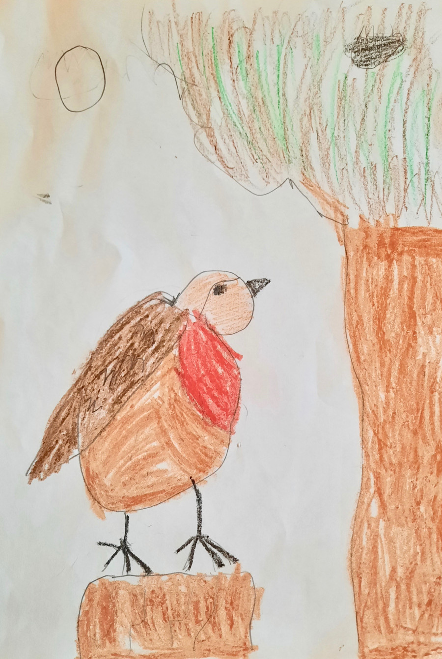 'The Little Robin' by Cillian (7) from Tipperary