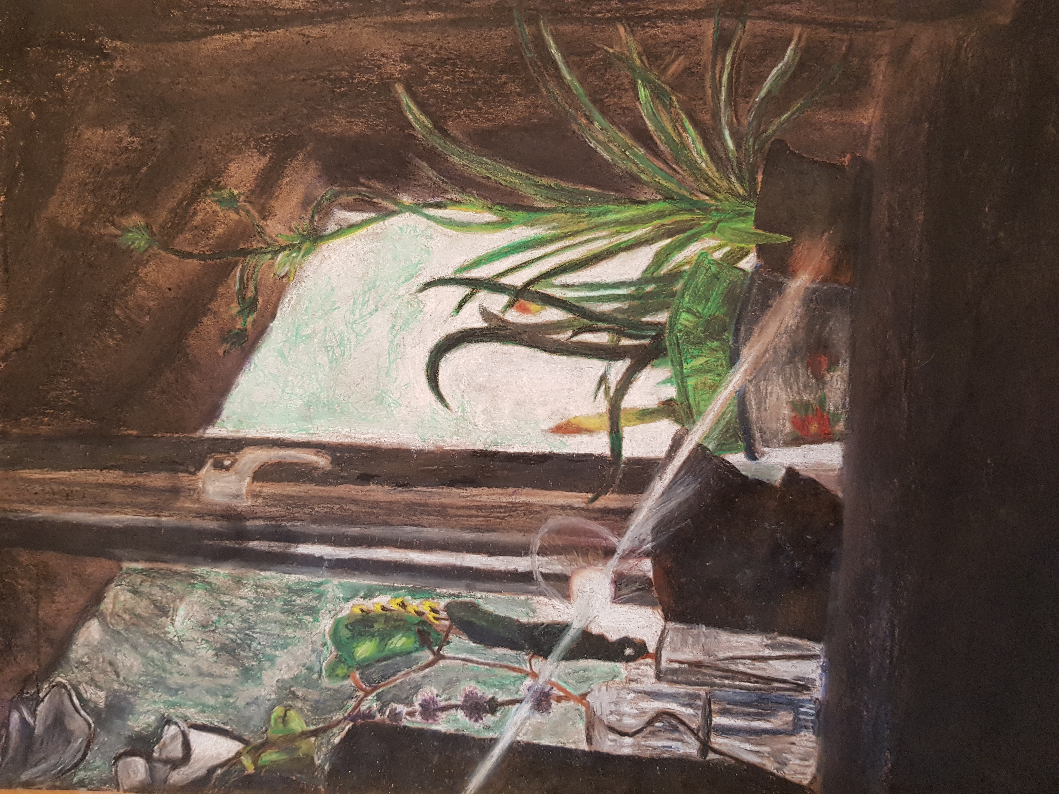 'Windowsill in Sunlight' by Juliana (16) from Kilkenny