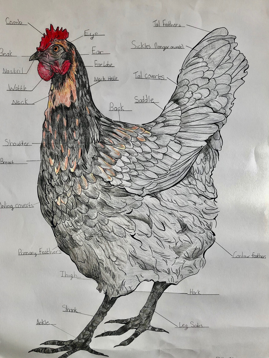 'Coco Chanel, My Chicken' by Lily (10) from Louth
